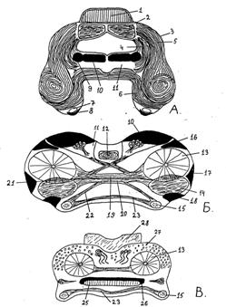      Daphnia magna (Cladocera)